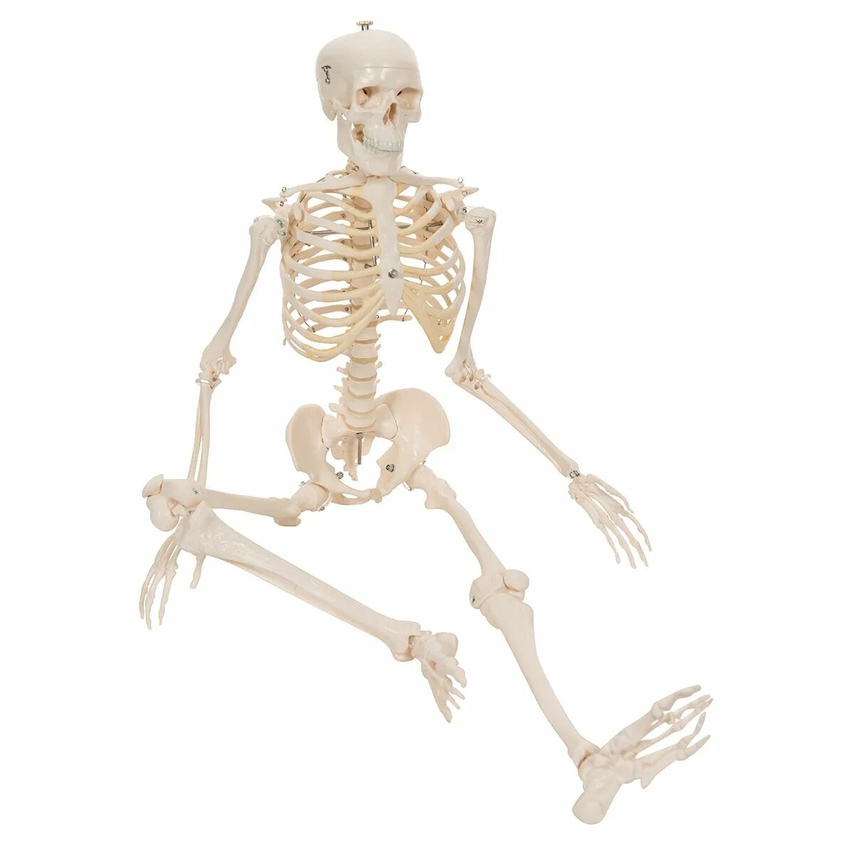 Мини макет скелета. Скелет человека игрушка. Модель скелета человека. Скелет на подставке.