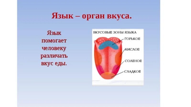 В которых любому органу будет. Язык орган чувств. Доклад про язык орган чувств. Язык орган вкуса доклад. Вкусовые зоны языка для детей.