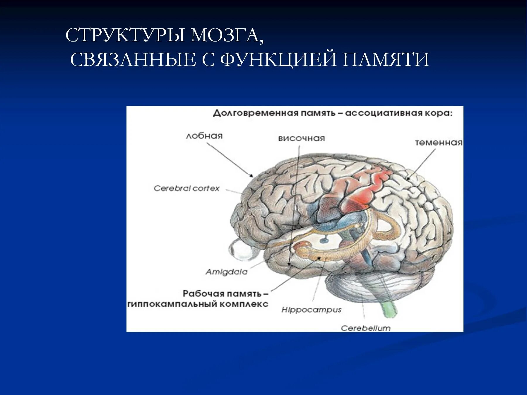 Сколько в мозгах памяти. Отдел памяти в мозге. Структура мозга. Структуры мозга связанные с памятью. Структуры головного мозга отвечающие за память.