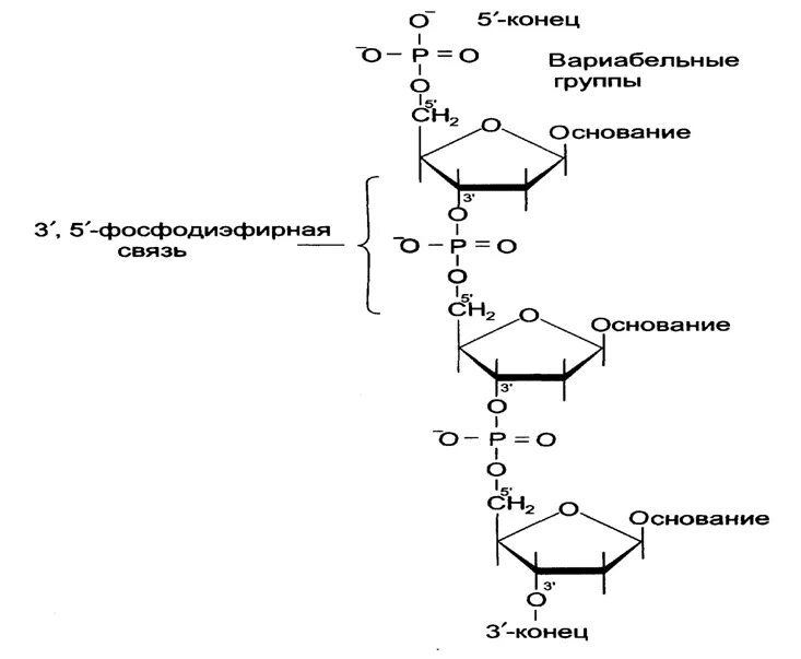 Днк штрих концы. Строение ДНК фосфодиэфирные связи. Структура ДНК фосфодиэфирные связи. Фосфодиэфирные связи между нуклеотидами. Строение нуклеотида фосфодиэфирная связь.