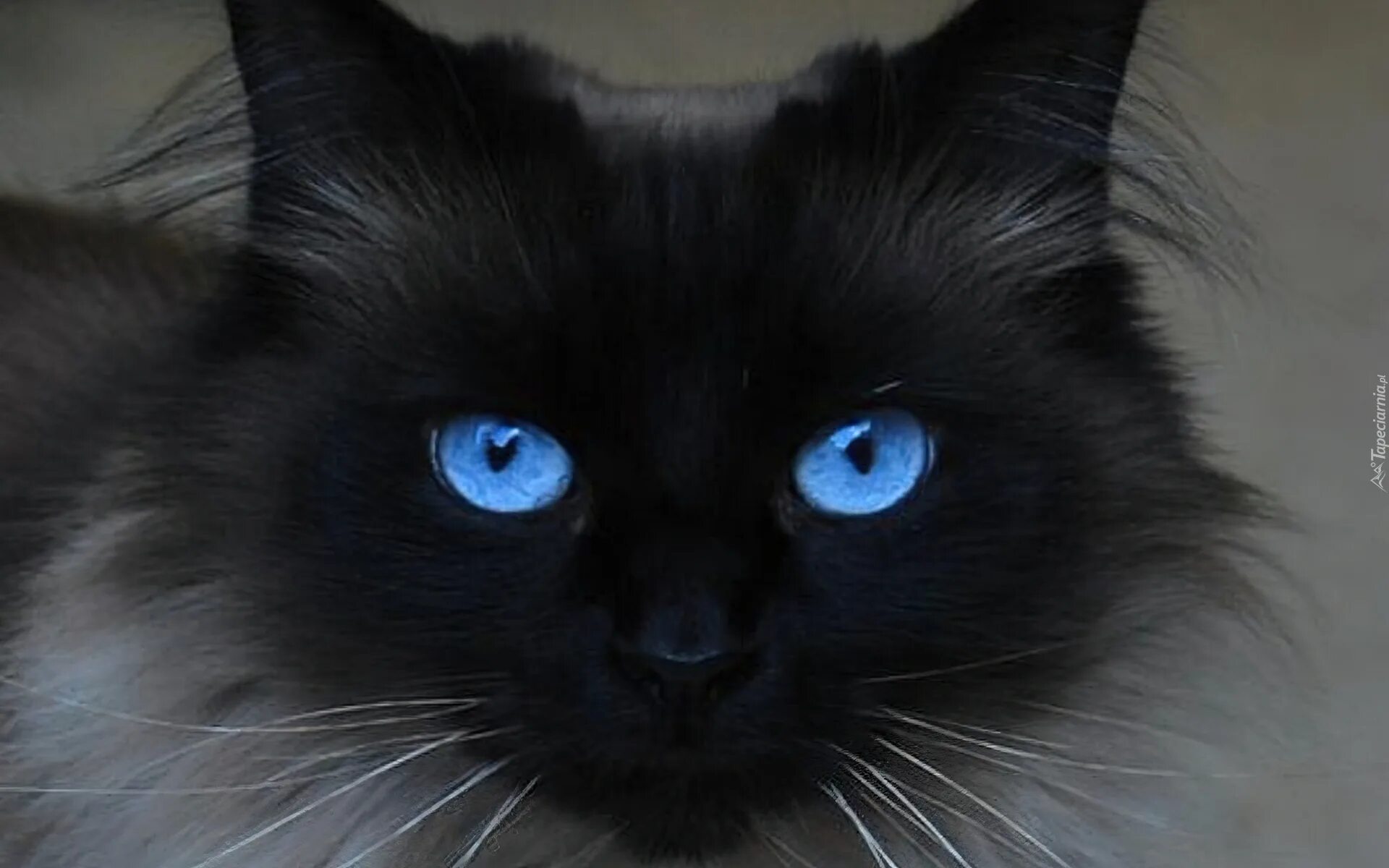 Охос азулес черный. Охос азулес гетерохромия. Охос азулес кошка черная. Сиамский кот длинношерстный. Черная глазая
