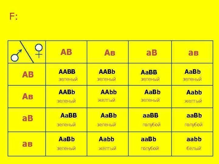 AABB AABB. Гены AABB. AABB биология. Таблица генов AABB X AABB.