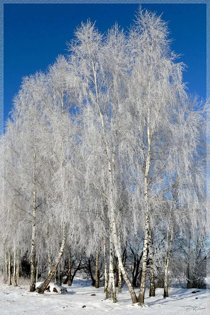 Как выглядит береза зимой. Как выглядит береза зимой. Как выглядит береза зимой. Национальный парк валдайский зима. Как выглядит береза зимой.