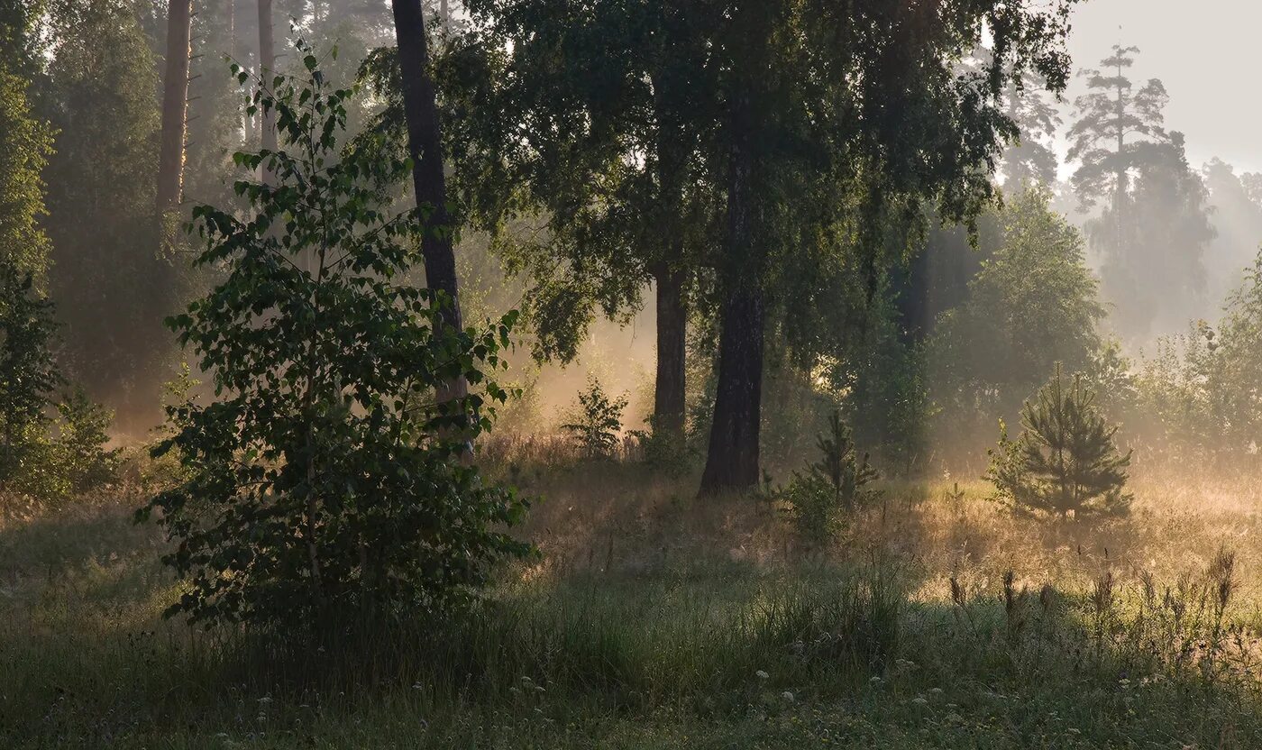 Лес туман лето. Фрязино пейзаж. Утро в лесу. Туманное утро в лесу. Раннее утро в лесу.
