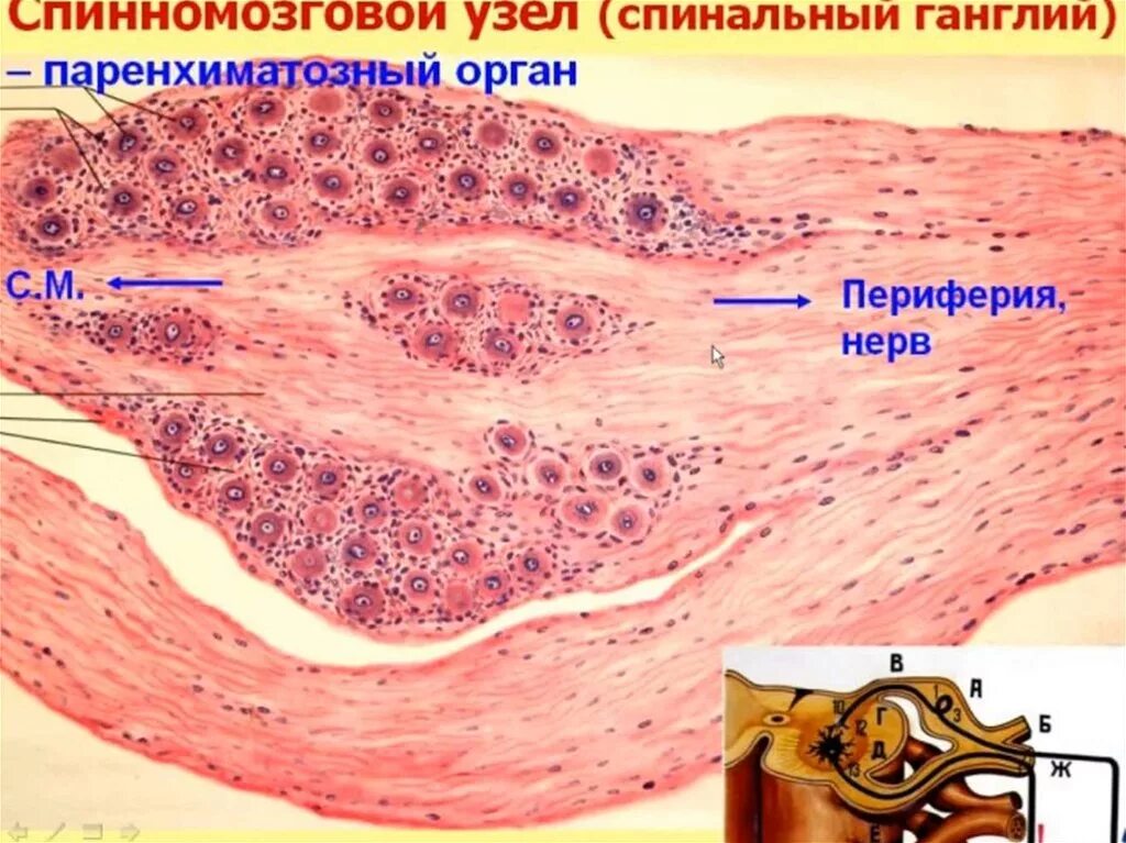 Клетки спинномозгового узла. Спинномозговой ганглий гистология. Спинальный ганглий гистология препарат. Ганглий гистология препарат. Строение спинномозгового узла гистология.