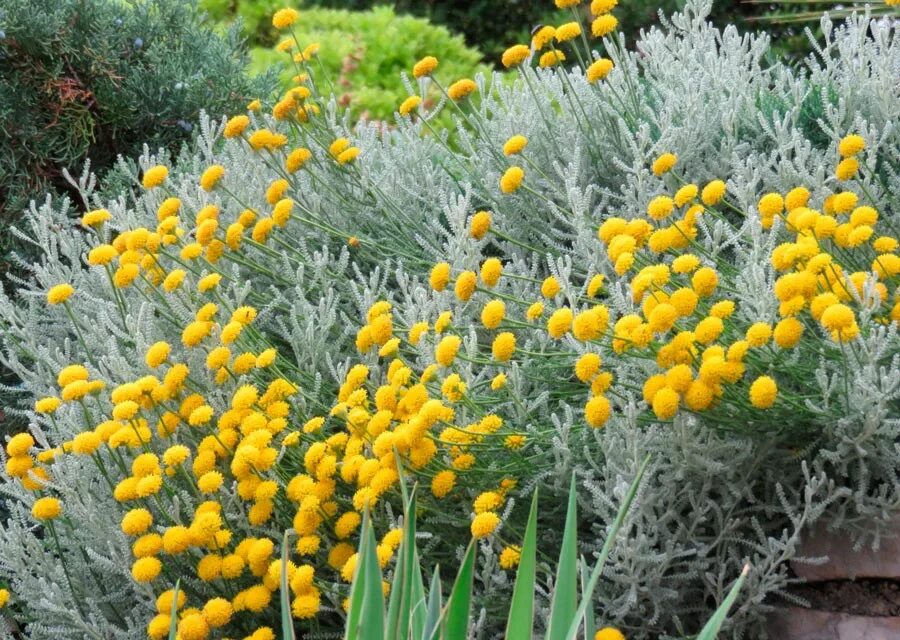 Helichrysum splendidum (silver) Karl Gercens Flickr