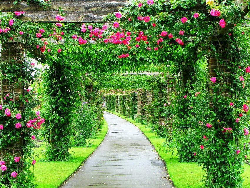 Garden flowers перевод. Плетистые розы Берсо. Королевский сад в Англии Берсо. Пергола Берсо. Пергола Королевский сад.