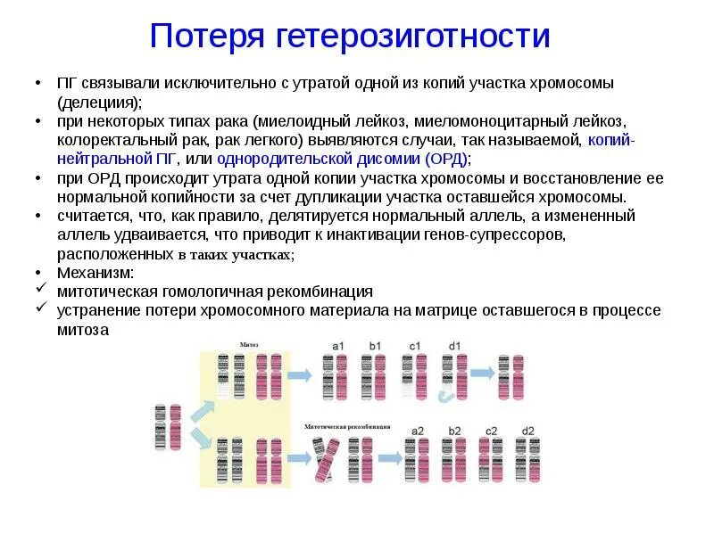 Изменение сочетания генов в хромосомах. Потеря гетерозиготности. Потеря гетерозиготности хромосомы. Участки потери гетерозиготности. Потери гетерозиготности содержащие гены.