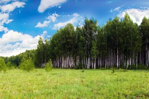 Кп березовая роща