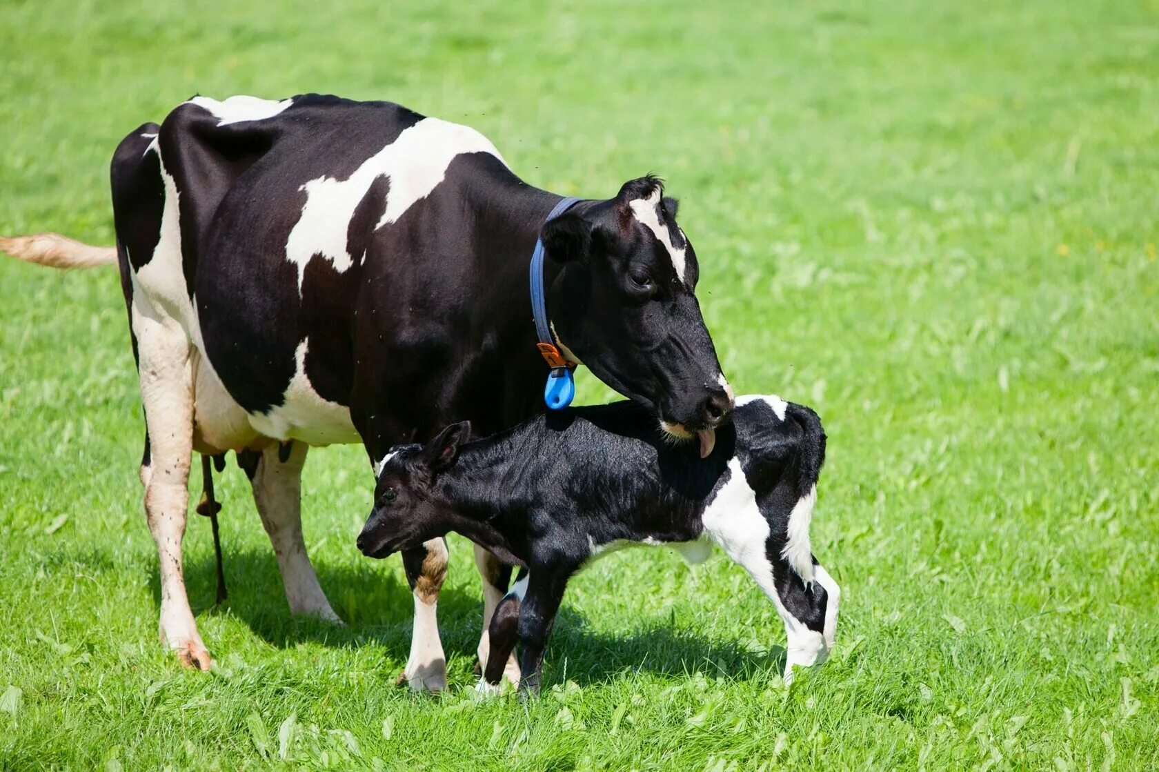 Телята после рождения. Теленок. Коровы и телята. Черно-пестрая порода коров.