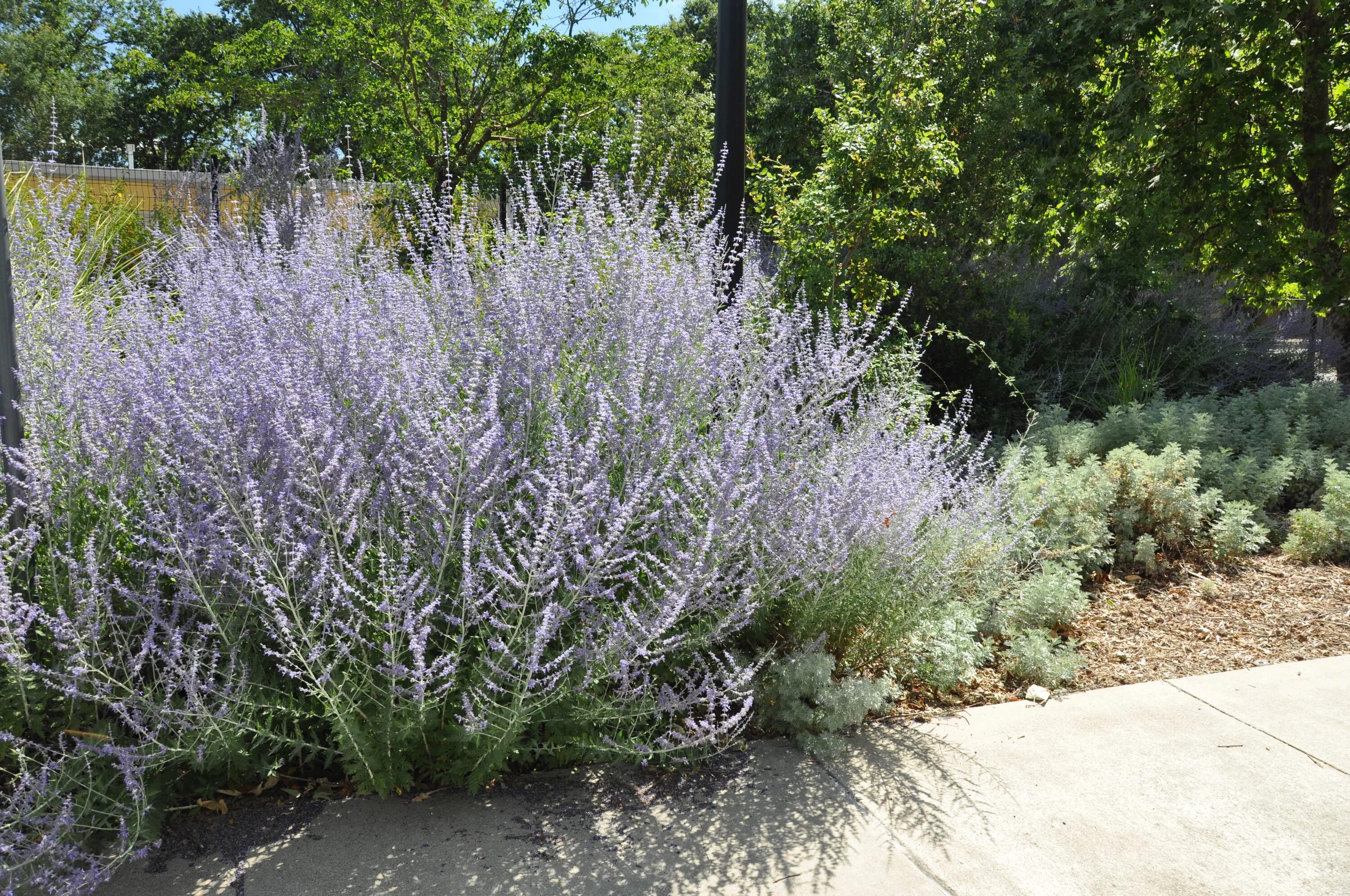 перовския лебедолистная блю спайр. перовския лебедолистная (perovskia atriplicifolia). перовския лебедолистная блю стил. перовския лебедолистная. перовския блю спайр.