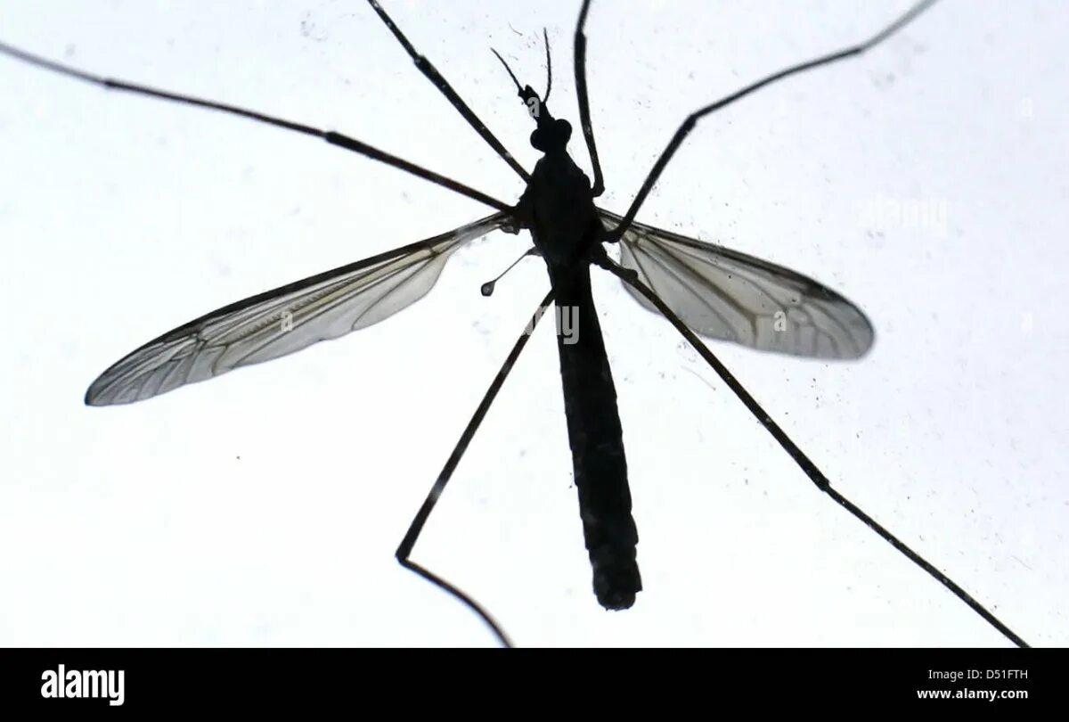 летающие насекомые. летающий с длинным. цапля. человек запускает самолетик. летающий с длинным.