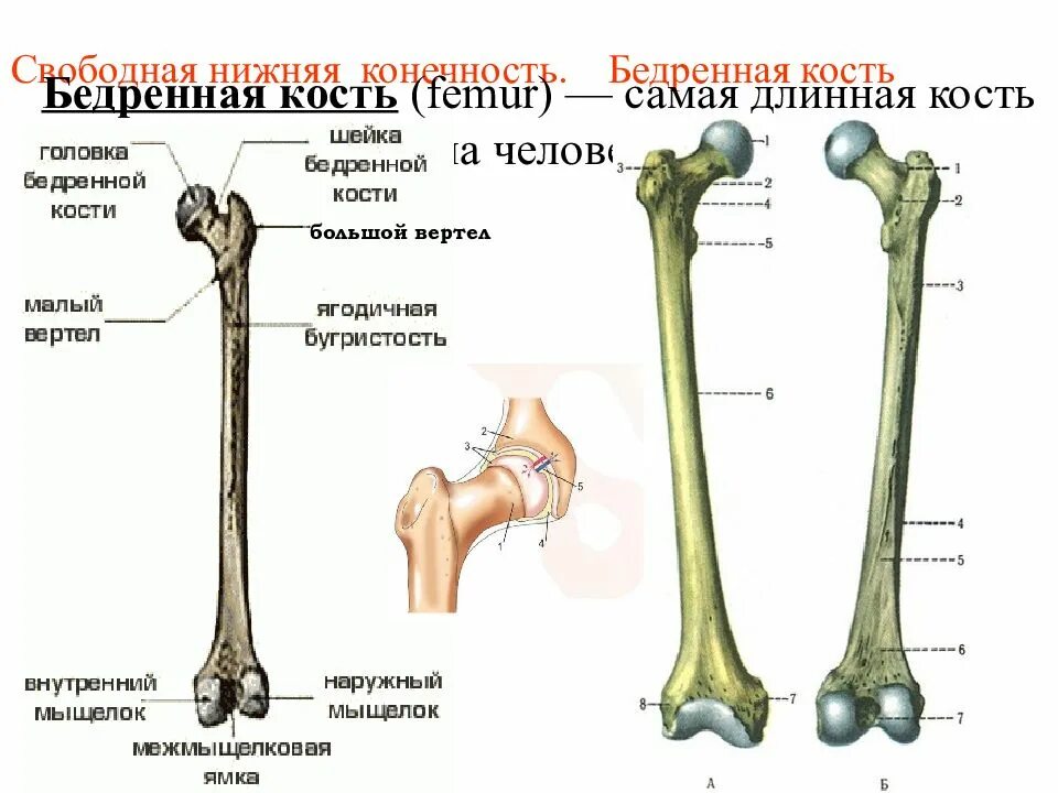 Малый вертел бедренной кости анатомия. Шейка бедренной кости анатомия. Бедренная кость кость анатомия человека. Трубчатая бедренная кость.