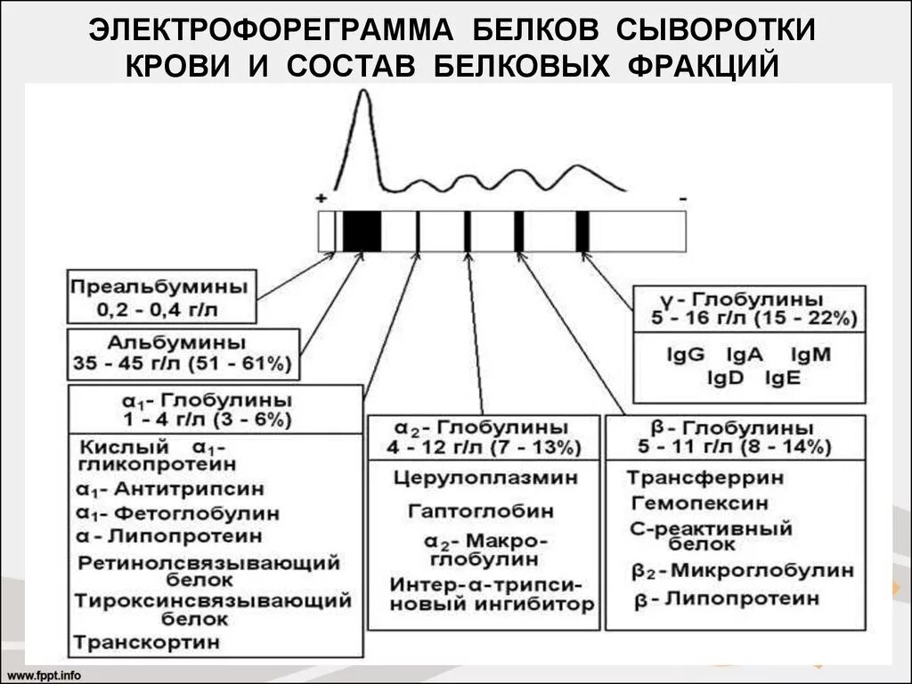 Фракции белков сыворотки крови