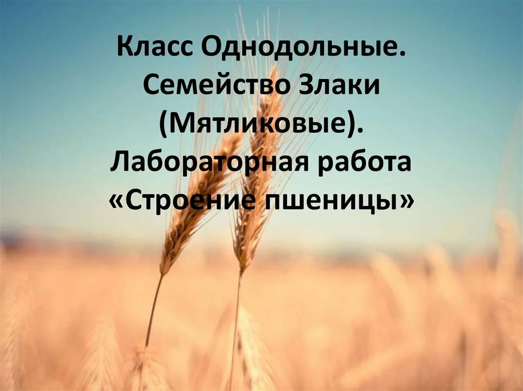 Работа пшеничное. Класс Однодольные семейство злаки. Лабораторная работа семейства злаки. Лабораторная работа пшеница. Класс Однодольные семейство злаковые пшеница.