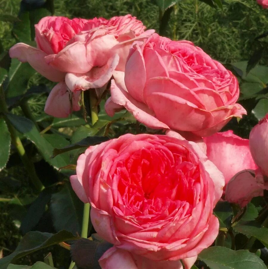 Le rose de. Литовское вино voruta. Розе де анжу 2021. Клер солей медитерране вино. Le rose de.
