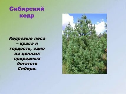 Кедр в какой природной
