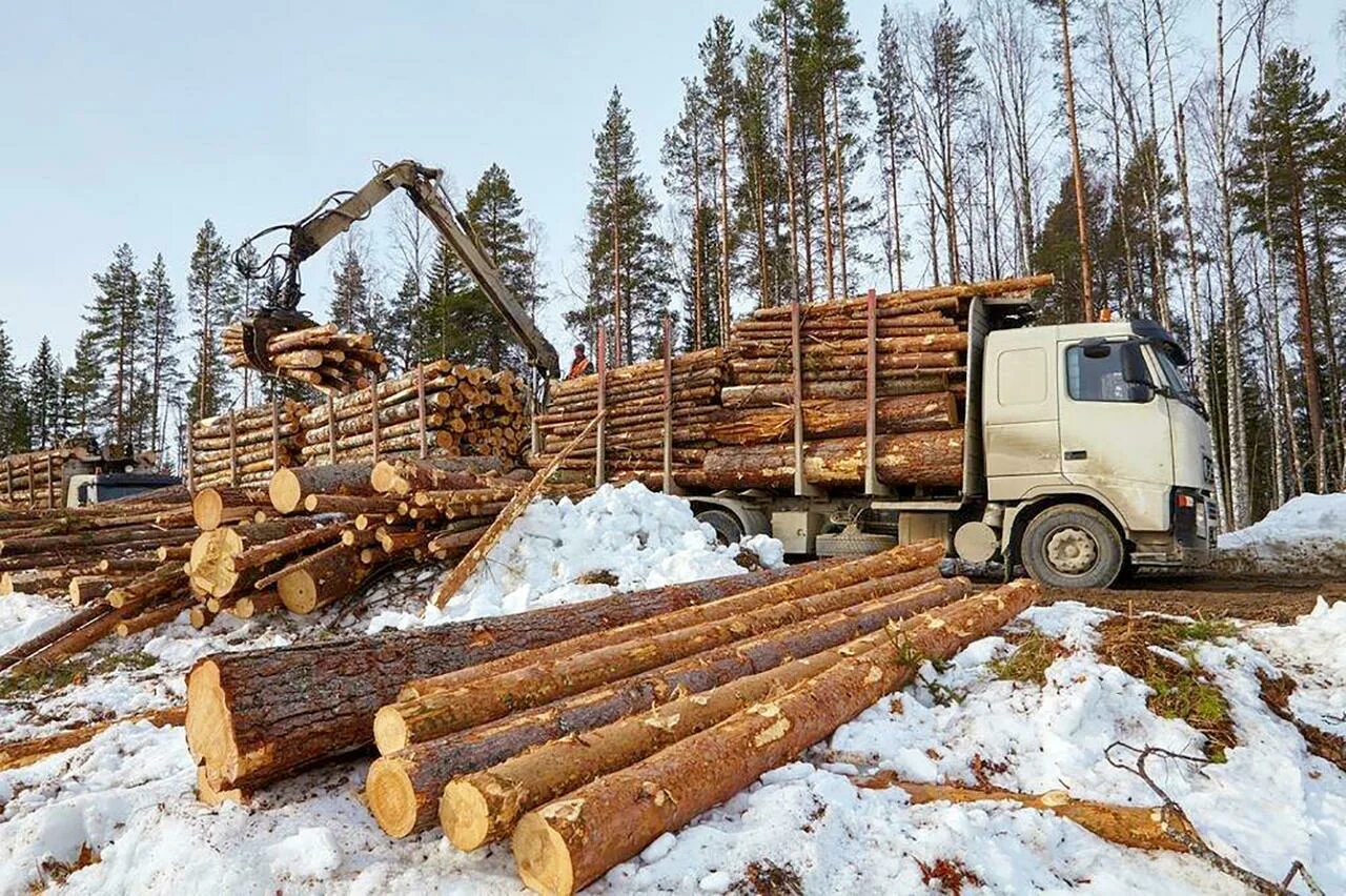 Районы деревообработки. Лесная промышленность в Чувашии. ЛТ 65 погрузка лесовоза. Муезерский леспромхоз. Лесопромышленный комплекс Урала.