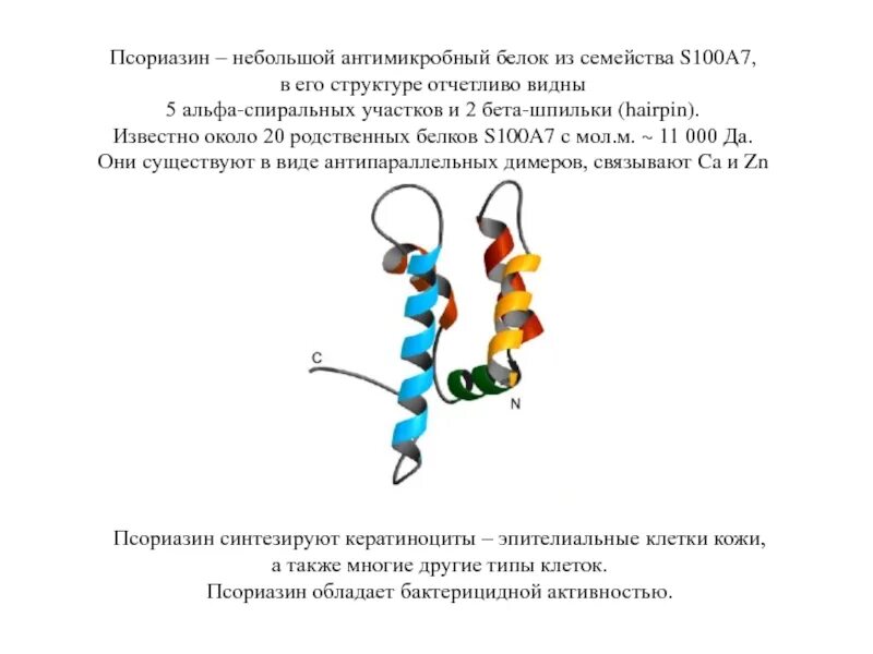 Альфа структура белка. Семейства родственных белков. Антимикробный белок. Белок s-100 функции.