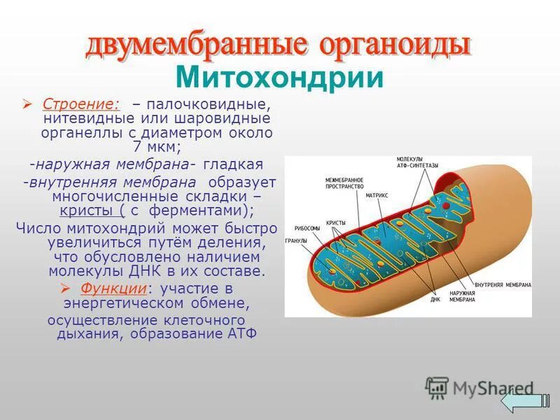 Строение митохондрии. Митохондрии двумембранные. Двумембранный органоид митохондрия функции. Органелла клетки митохондрия. Двумембранные органоиды клетки митохондрии.