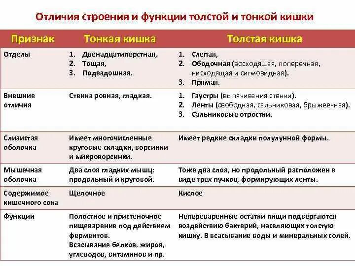 Функции отделы тонкого кишечника таблица. Отличие толстой кишки от тонкой анатомия. Сравнительная характеристика строения тонкого и Толстого кишечника. Отличия тонкой и толстой кишки таблица.