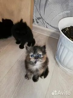 Отдам котенка киров
