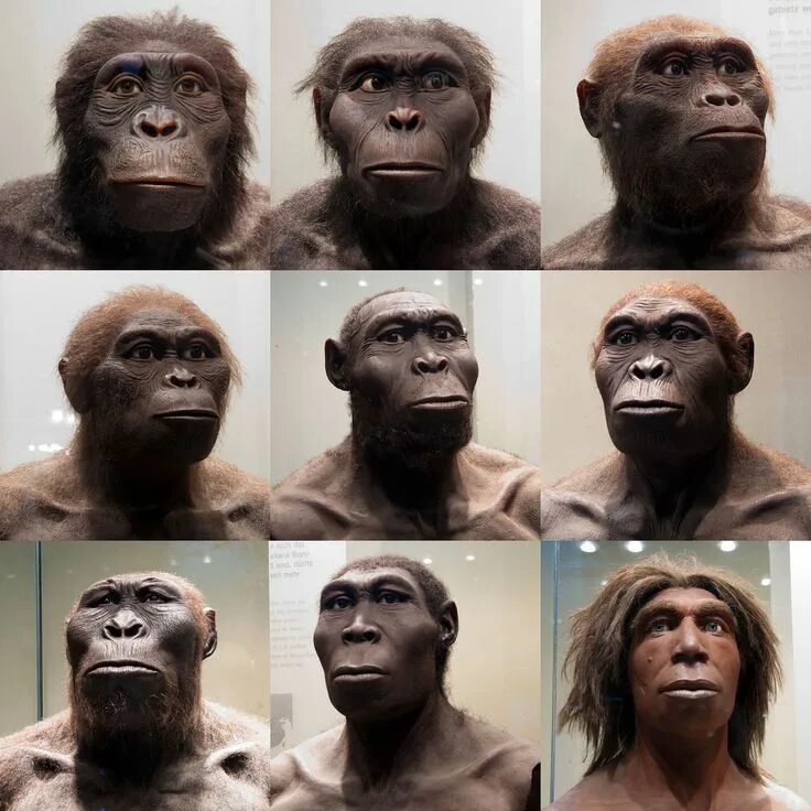 Хомо сапиенс обезьяна. Эволюция человека лицо. Эволюция человеческого лица. Эволюция обезьяны. Human types