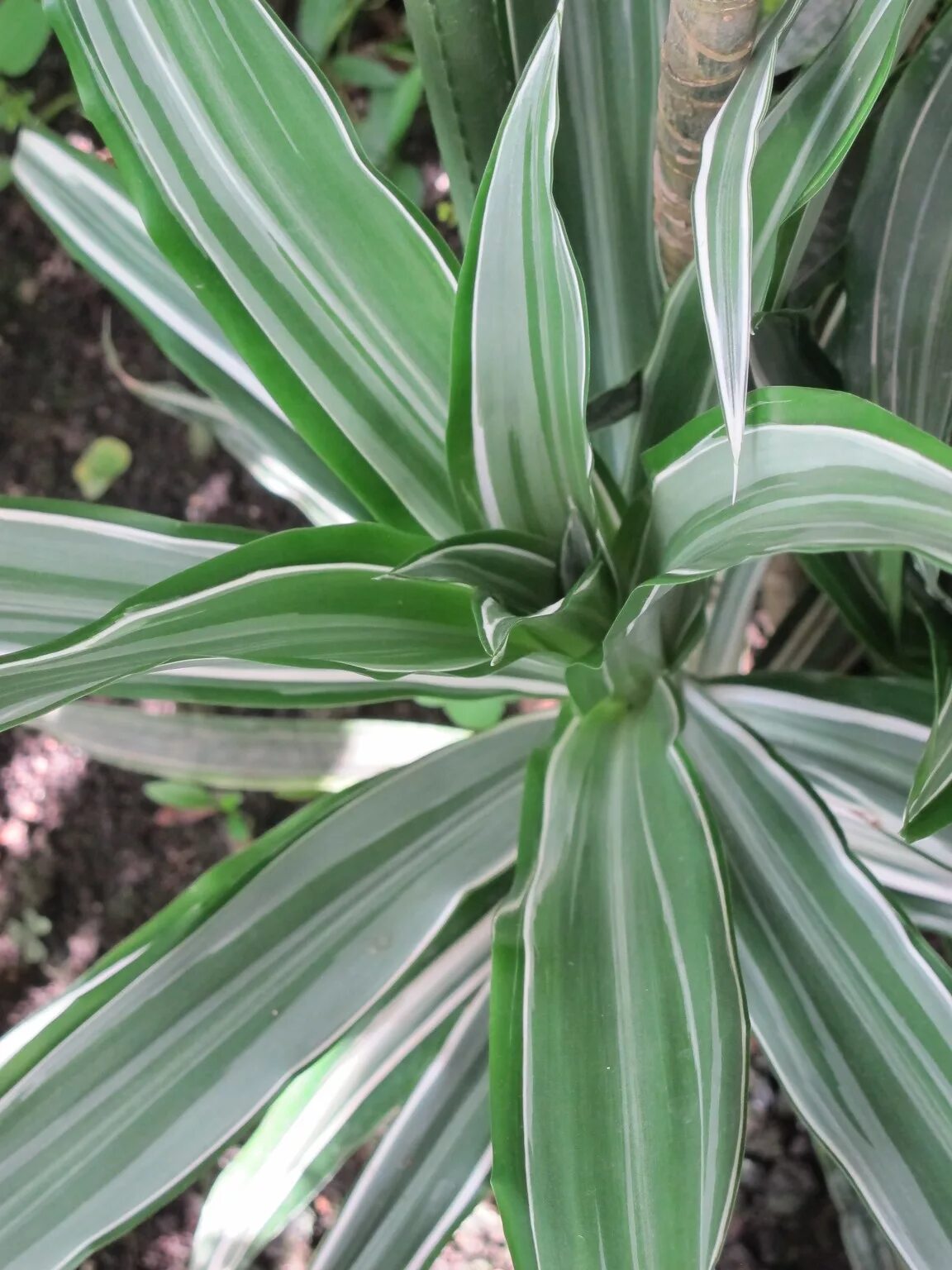 Виды драцен с фото и названиями. Драцена Фрагранс сорта. Dracaena fragrans (l.) ker Gawl.. Dracaena fragrans (l.) ker.-Gawl.-Драцена душистая. Драцена сортовая.