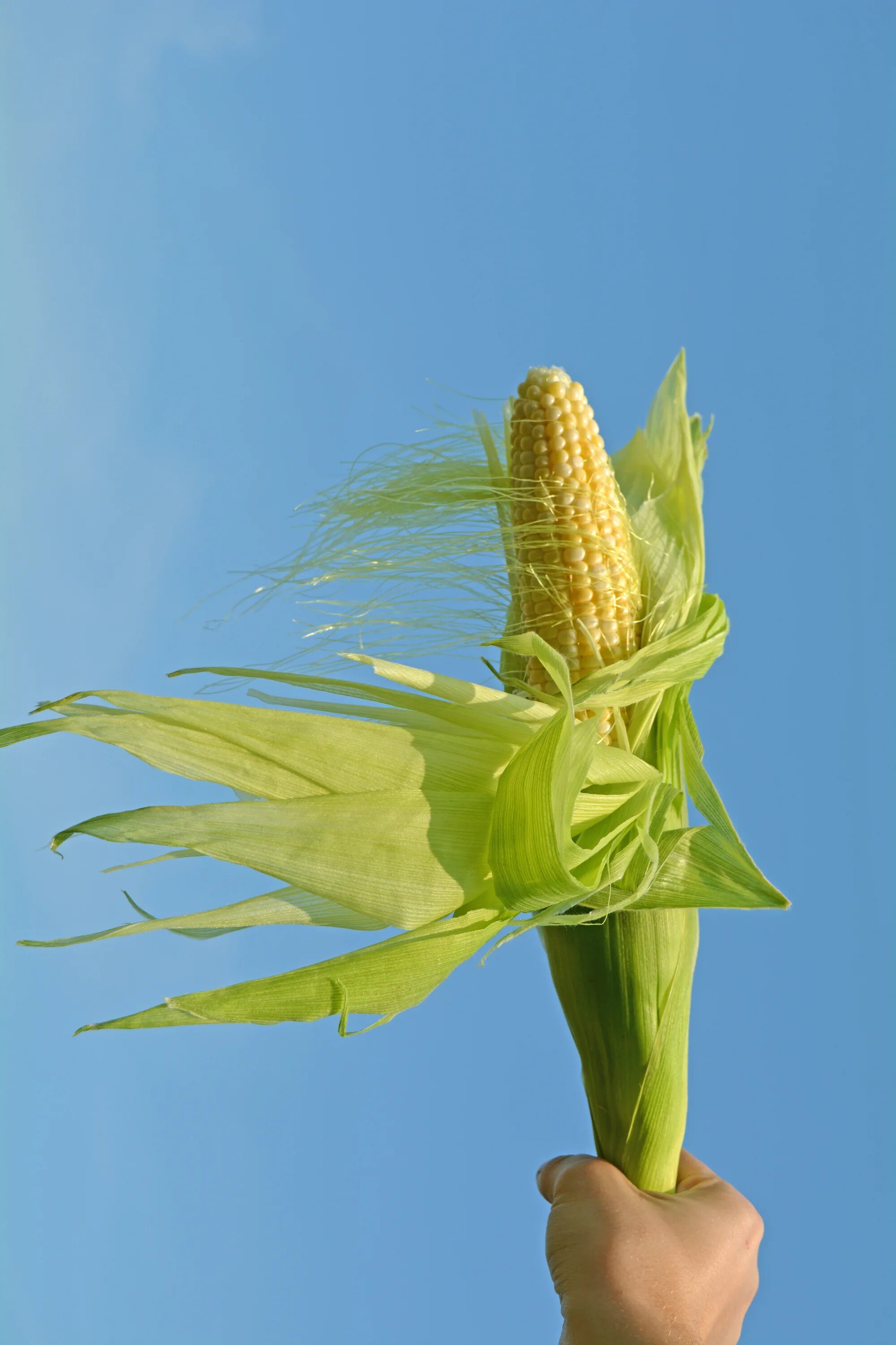 Кукуруза сахарный початок. Corn flower. Кукуруза сахарный початок. Початок кукурузы с зелеными листьями. Кукуруза (зерно).