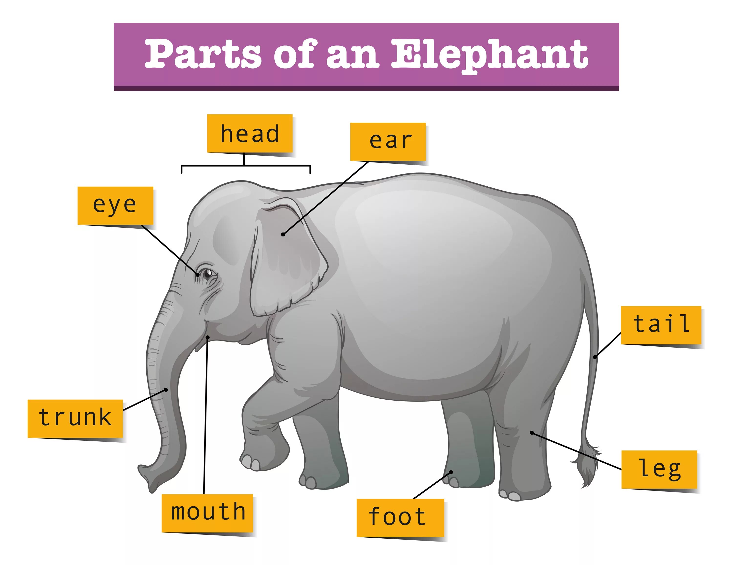 Elephant перевод. Слон строение тела. Части тела слона на английском. Части слона. Строение слона.