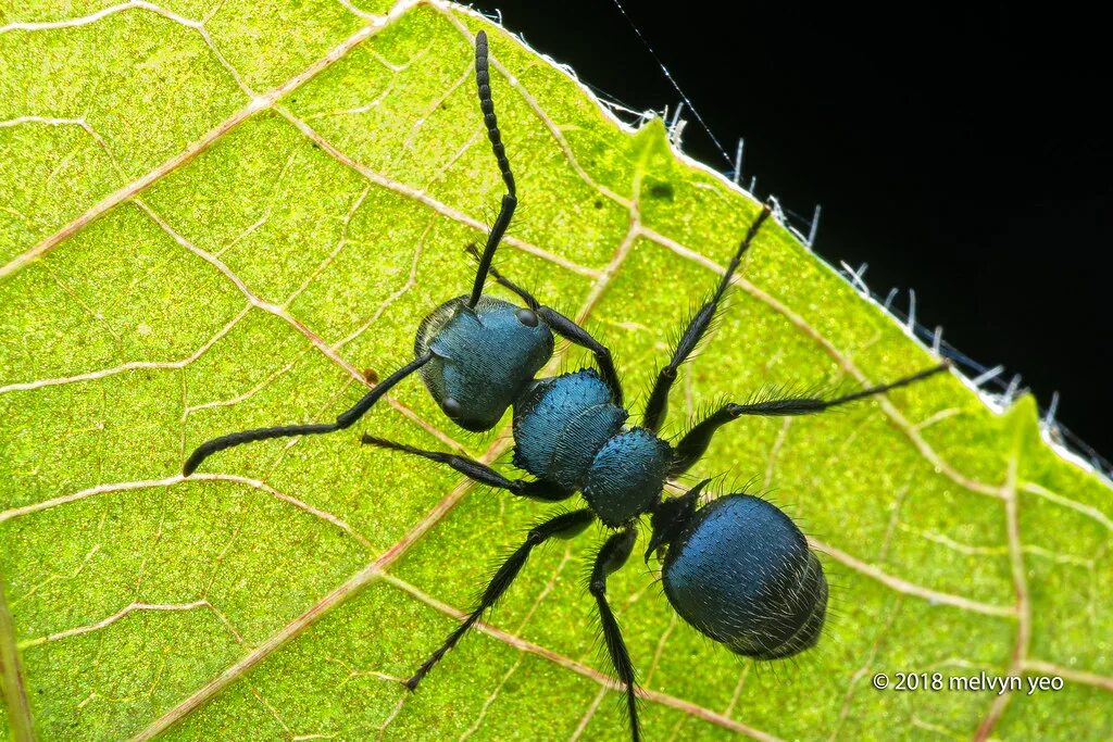 Blue ant. Голубые муравьи. Polyrhachis cyaniventris. Муравьи синего цвета. Diamma bicolor blue ant.