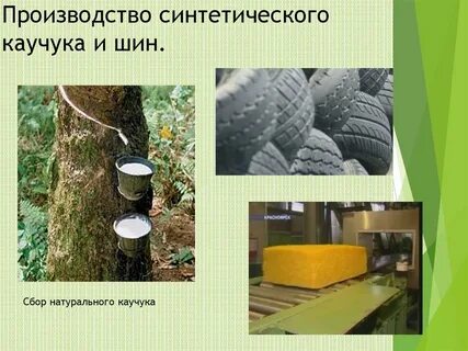 Сырье для получения натурального каучука