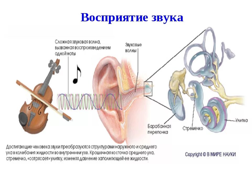Как отражается на здоровье человека громкие звуки. Восприятие ухом звука схема. как человек воспринимает звук. влияние звука на человека. влияние звука и шума на организм человека.