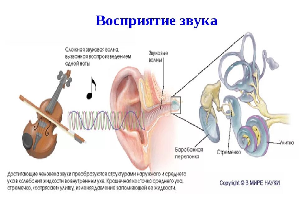 Влияние музыки книга. Влияние музыки на мозг. Воздействие музыки на человека. Влияние музыки на здоровье человека. Влияние музыки на организм.