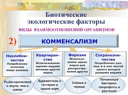 Биотические факторы окружающей среды