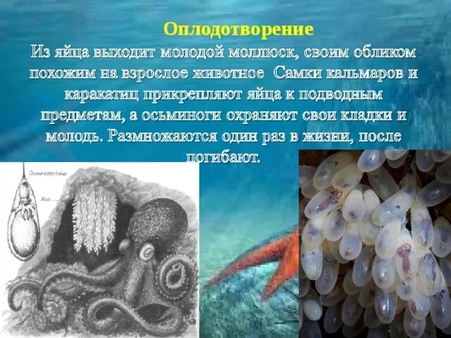 Оплодотворение Осьминогов. Забота о потомстве у Осьминогов. Забота о потомстве у головоногих моллюсков. Размножение Осьминогов.