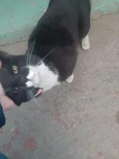 Zippocat video