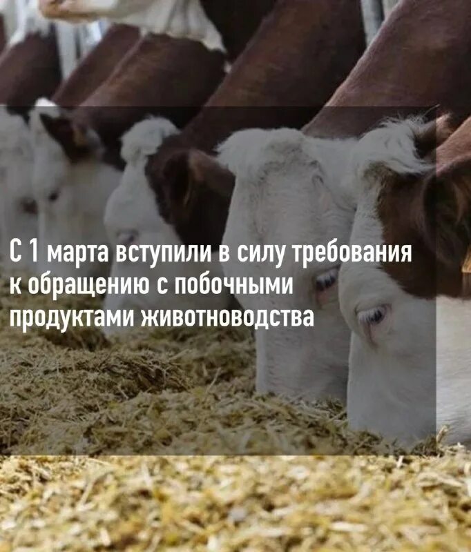 Фз no 248 фз побочных животноводства. Побочная продукция животноводства. Животноводство в россии. Фз no 248 фз побочных животноводства. 248 федеральный закон.