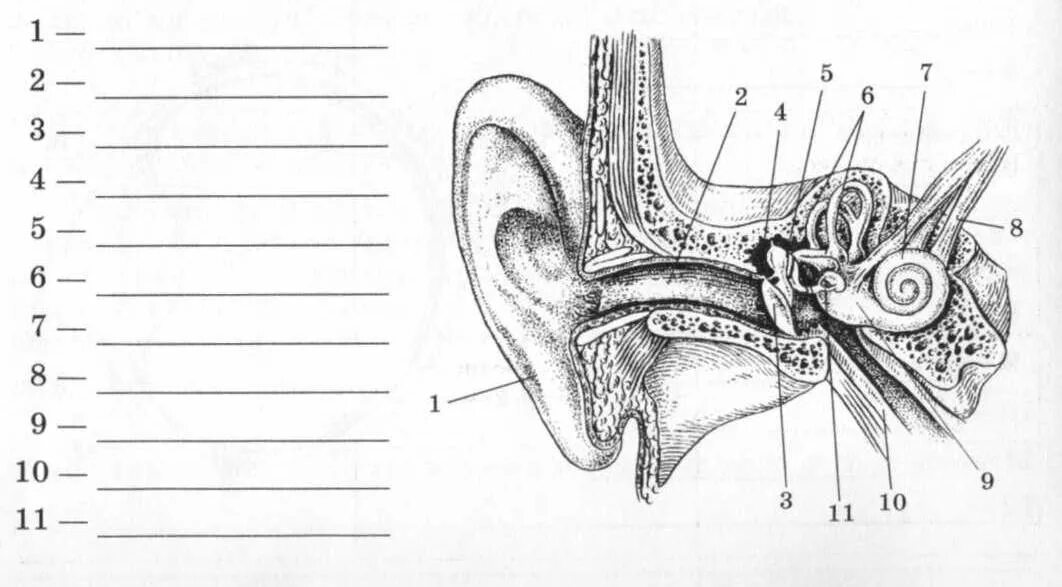 Строение слухового анализатора карточка. Строение слухового анализатора анатомия. Строение слухового анализатора рисунок. Ухо строение биология 8 класс. Задание орган слуха