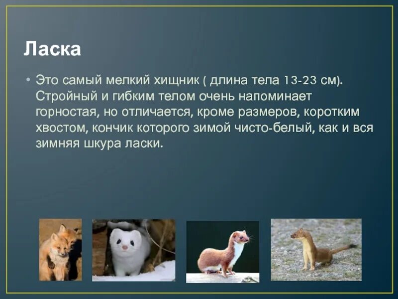 Ласка рассказ о животном. Ласка зверек описание. Сообщение о ласке. Ласка краткий доклад. Ласка – самый маленький представитель отряда хищных.