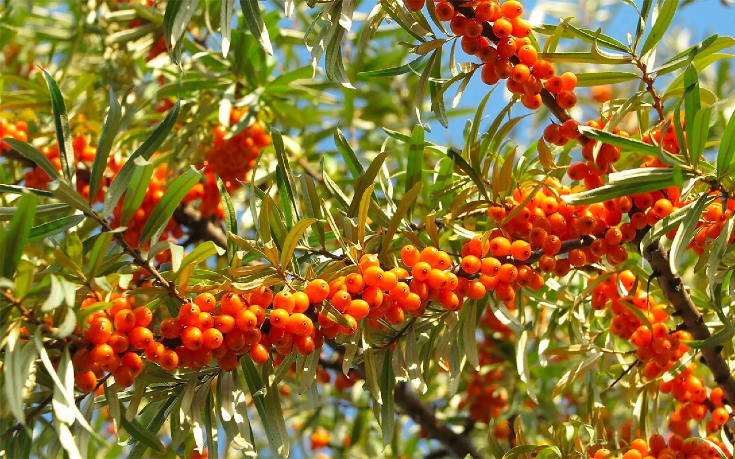 Крымская облепиха красная. Облепиха hippophae rhamnoides. Облепиха осенью. Облепиха севанская. Облепиха этна.