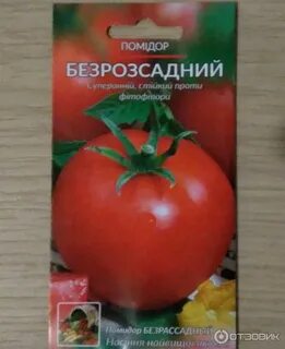 Томат безрассадный