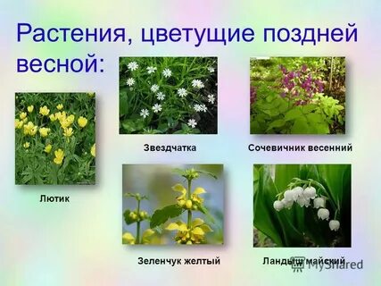 Не цветут здесь