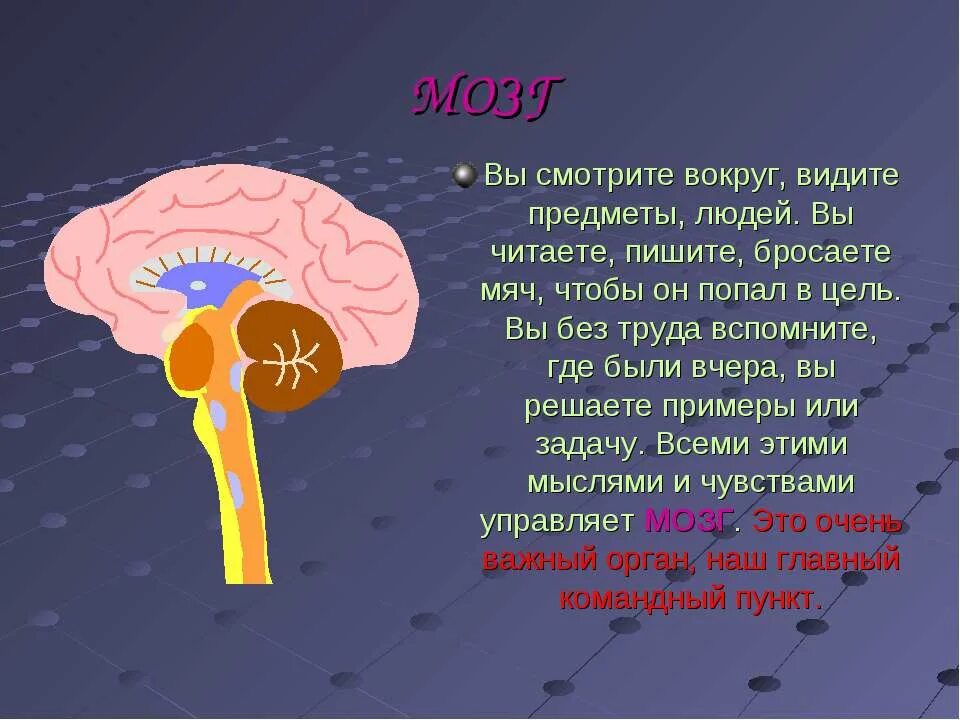 Интересные факты о мозге. Загадки мозга человека. Мозг человека доклад. Факты о мозге человека.