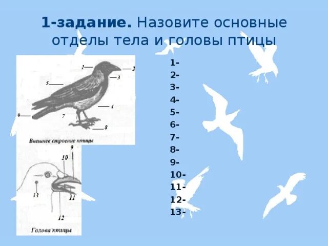 Отделы тела птиц. Отделы тела и головы птицы. Назовите основные отделы тела птиц. Основные отделы головы птицы. Отделы тела птиц 7 класс