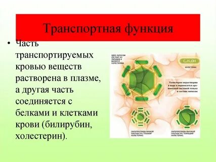 Транспортную функцию в организме выполняют молекулы