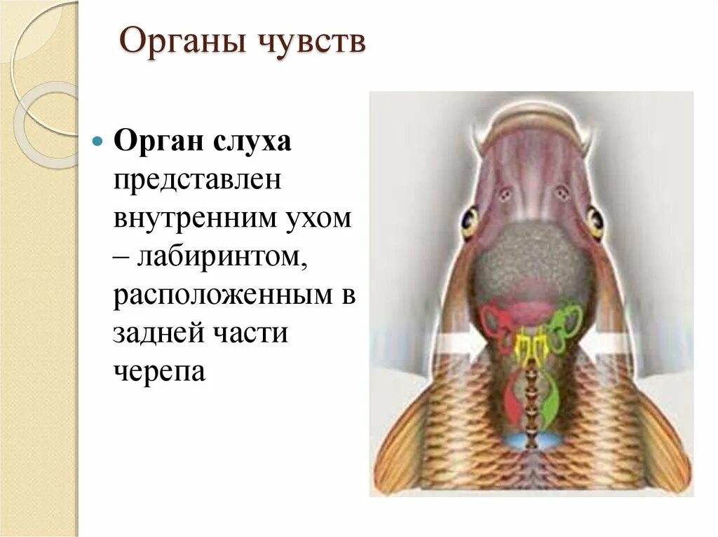 Ухо класс рыбы. Орган слуха у рыб. Строение органа слуха у рыб. Строение уха рыб. Строение внутреннего уха рыбы.