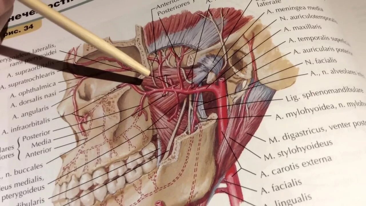 A maxillaris. Щечная ветвь верхнечелюстной артерии. Нижнечелюстная артерия топография. Артерия максилярис топографическая анатомия. Верхнечелюстная артерия анатомия ветви.
