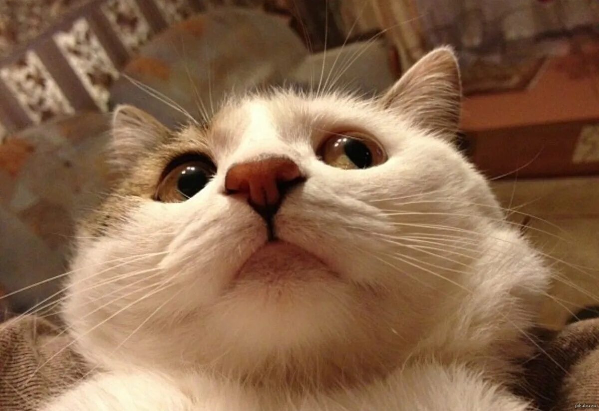 Недовольный кот. Кот кашляет мем. Кот мем э. Мемы с котами чипсики. Котика тошнит.