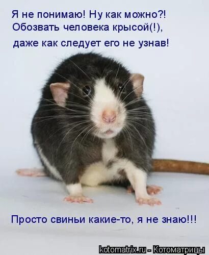 Выражение мышь
